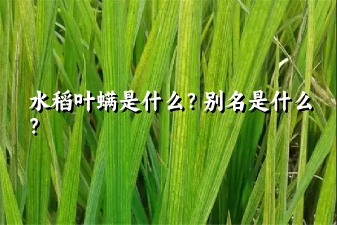 水稻叶螨是什么？别名是什么？