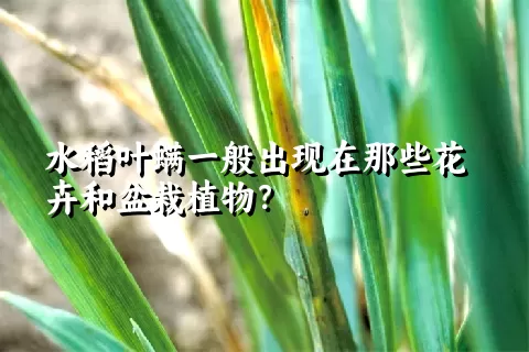 水稻叶螨一般出现在那些花卉和盆栽植物？