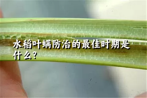 水稻叶螨防治的最佳时期是什么？