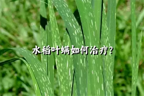 水稻叶螨如何治疗？