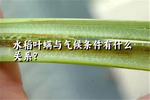 水稻叶螨与气候条件有什么关系？