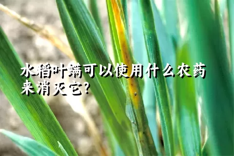 水稻叶螨可以使用什么农药来消灭它？