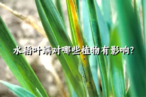 水稻叶螨对哪些植物有影响？