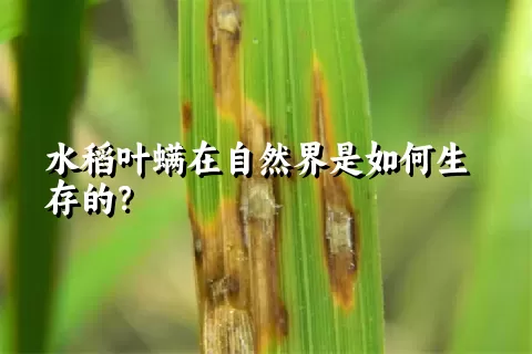 水稻叶螨在自然界是如何生存的？