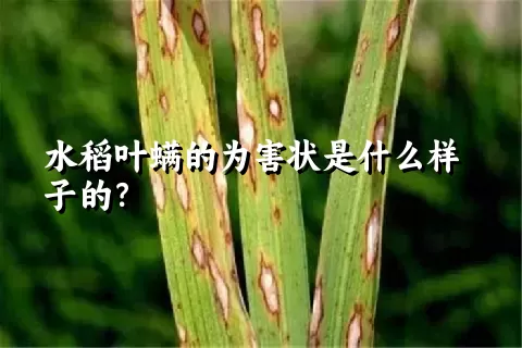 水稻叶螨的为害状是什么样子的？