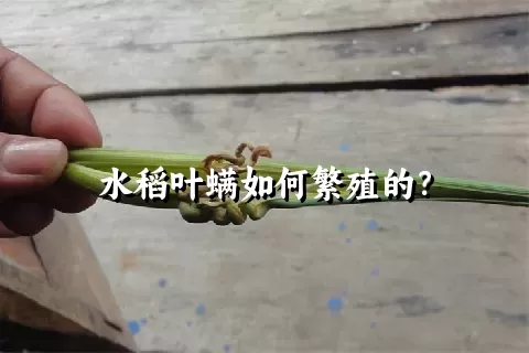 水稻叶螨如何繁殖的？