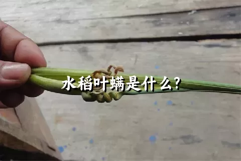 水稻叶螨是什么?