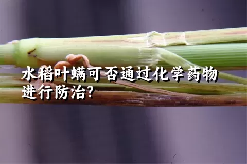 水稻叶螨可否通过化学药物进行防治?