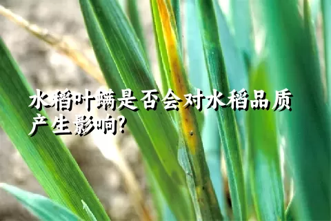 水稻叶螨是否会对水稻品质产生影响?