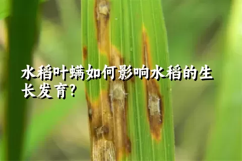 水稻叶螨如何影响水稻的生长发育?