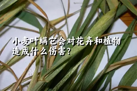 小麦叶螨它会对花卉和植物造成什么伤害？