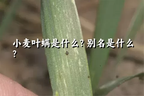 小麦叶螨是什么？别名是什么？