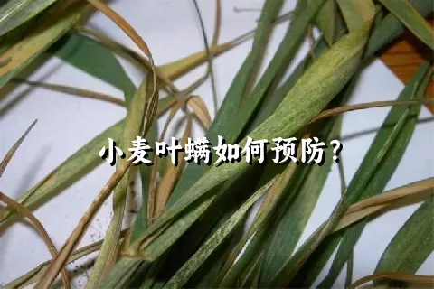 小麦叶螨如何预防？