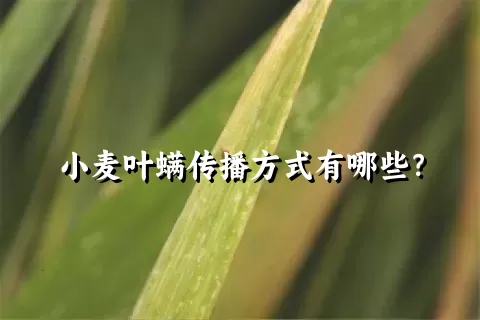 小麦叶螨传播方式有哪些？