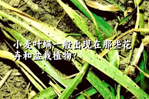 小麦叶螨一般出现在那些花卉和盆栽植物？