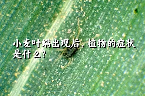 小麦叶螨出现后，植物的症状是什么？