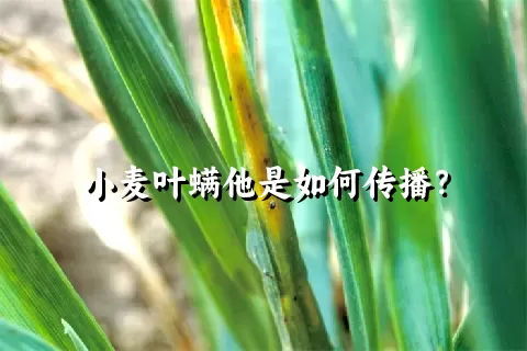 小麦叶螨他是如何传播？