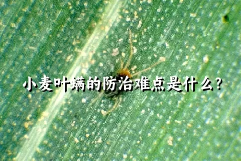 小麦叶螨的防治难点是什么？