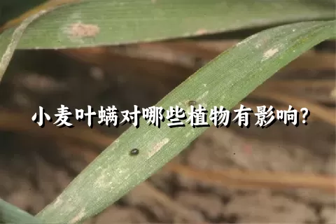 小麦叶螨对哪些植物有影响？