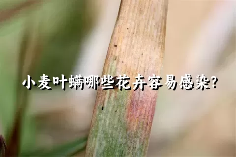 小麦叶螨哪些花卉容易感染？