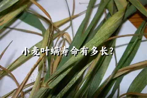 小麦叶螨寿命有多长？    