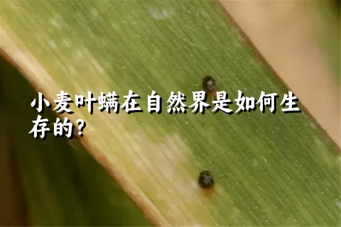 小麦叶螨在自然界是如何生存的？