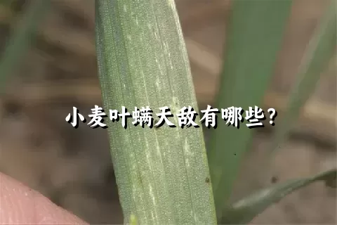 小麦叶螨天敌有哪些？