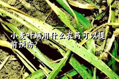 小麦叶螨用什么农药可以提前预防？