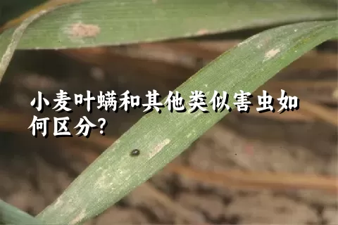 小麦叶螨和其他类似害虫如何区分？