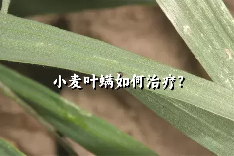 小麦叶螨如何治疗？