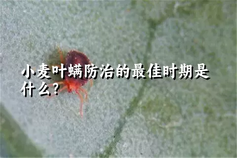 小麦叶螨防治的最佳时期是什么？