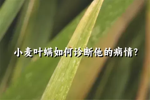 小麦叶螨如何诊断他的病情？