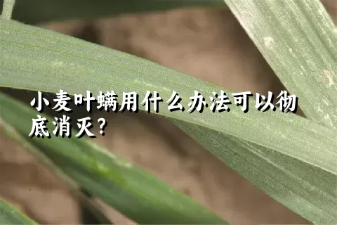 小麦叶螨用什么办法可以彻底消灭？