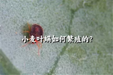 小麦叶螨如何繁殖的？