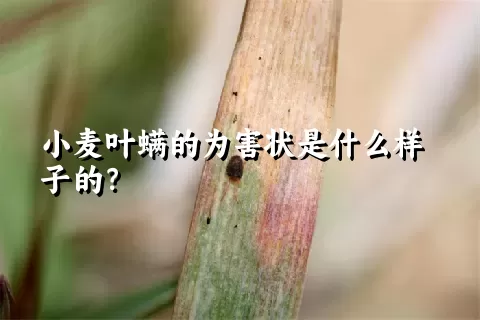 小麦叶螨的为害状是什么样子的？