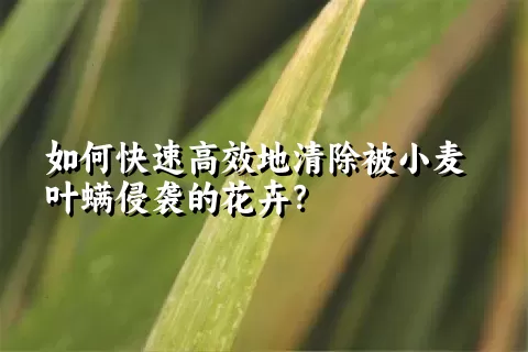 如何快速高效地清除被小麦叶螨侵袭的花卉？