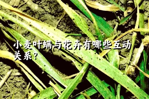 小麦叶螨与花卉有哪些互动关系？