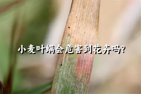 小麦叶螨会危害到花卉吗？