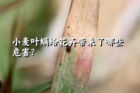 小麦叶螨给花卉带来了哪些危害？