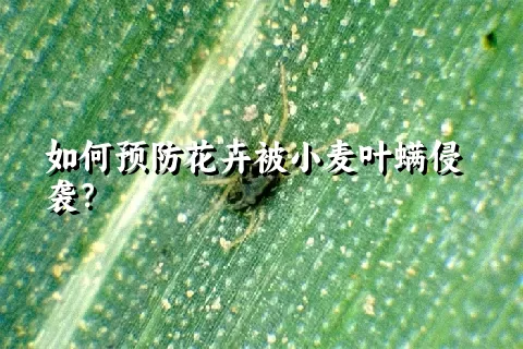 如何预防花卉被小麦叶螨侵袭？