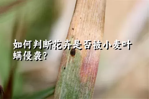 如何判断花卉是否被小麦叶螨侵袭？