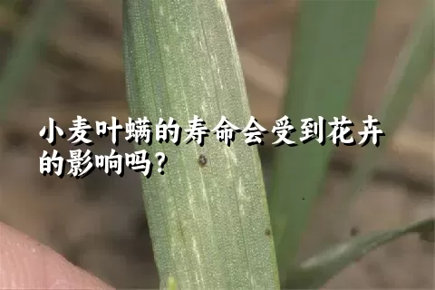 小麦叶螨的寿命会受到花卉的影响吗？