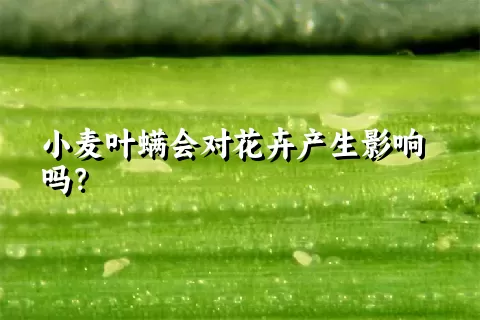 小麦叶螨会对花卉产生影响吗？