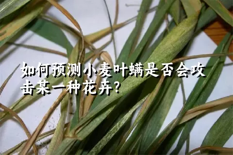 如何预测小麦叶螨是否会攻击某一种花卉？