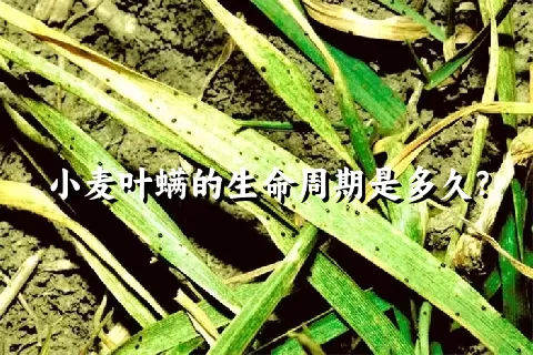 小麦叶螨的生命周期是多久？