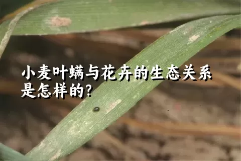 小麦叶螨与花卉的生态关系是怎样的？