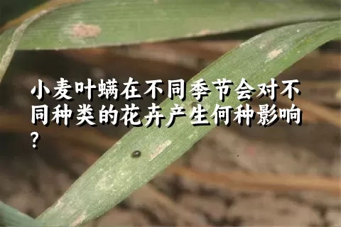 小麦叶螨在不同季节会对不同种类的花卉产生何种影响？