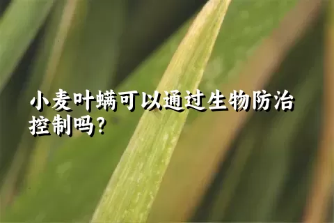 小麦叶螨可以通过生物防治控制吗？