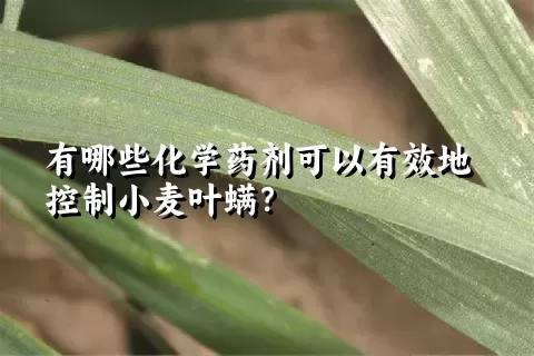 有哪些化学药剂可以有效地控制小麦叶螨？