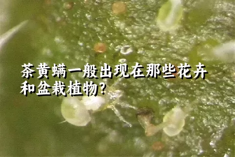 茶黄螨一般出现在那些花卉和盆栽植物？